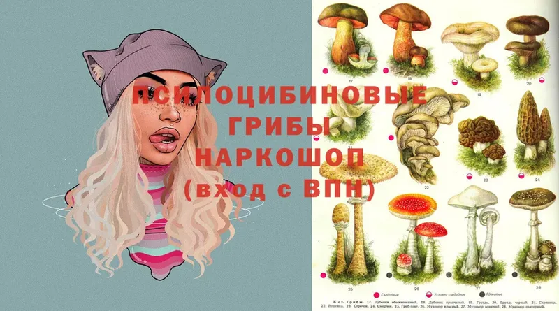 продажа наркотиков  Облучье  Галлюциногенные грибы Psilocybe 